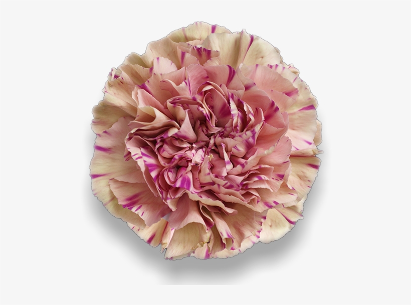 Antigua - Carnation, transparent png #2591987