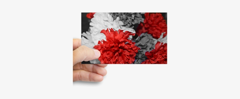 Color Splash Red Carnations Decal - Carnation, transparent png #2592470
