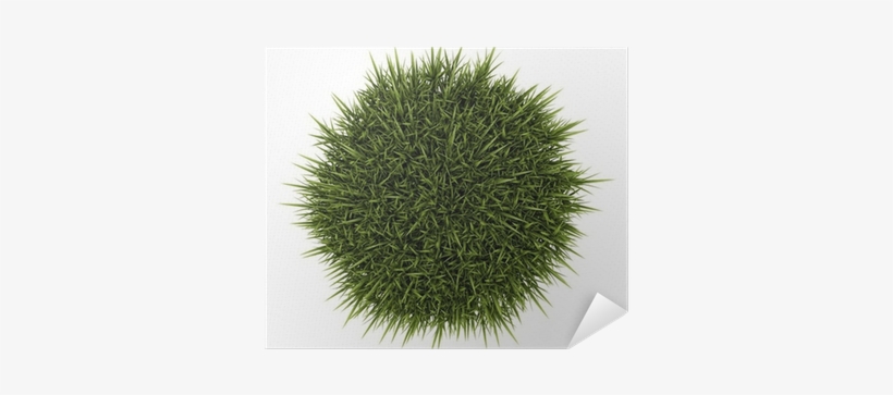 Top View Of Decorative Grass Isolated On White Background - Top View Ornamental Grass Png, transparent png #2592506