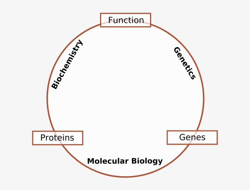 Molecular Biology Is The Branch Of Biology That Deals - Biochemistry Molecular Biology And Genetics, transparent png #2592613