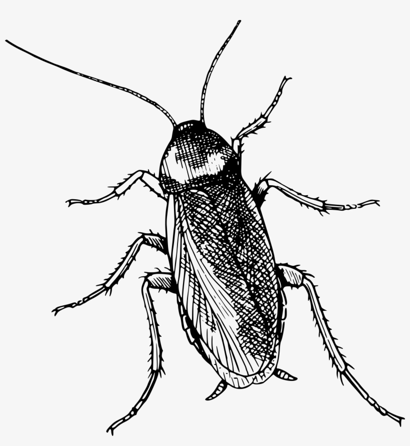 Big Image - Metamorphosis In Plain And Simple English (a Modern, transparent png #2592702