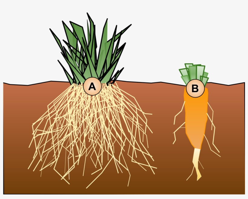 Tap Root System, transparent png #2592754