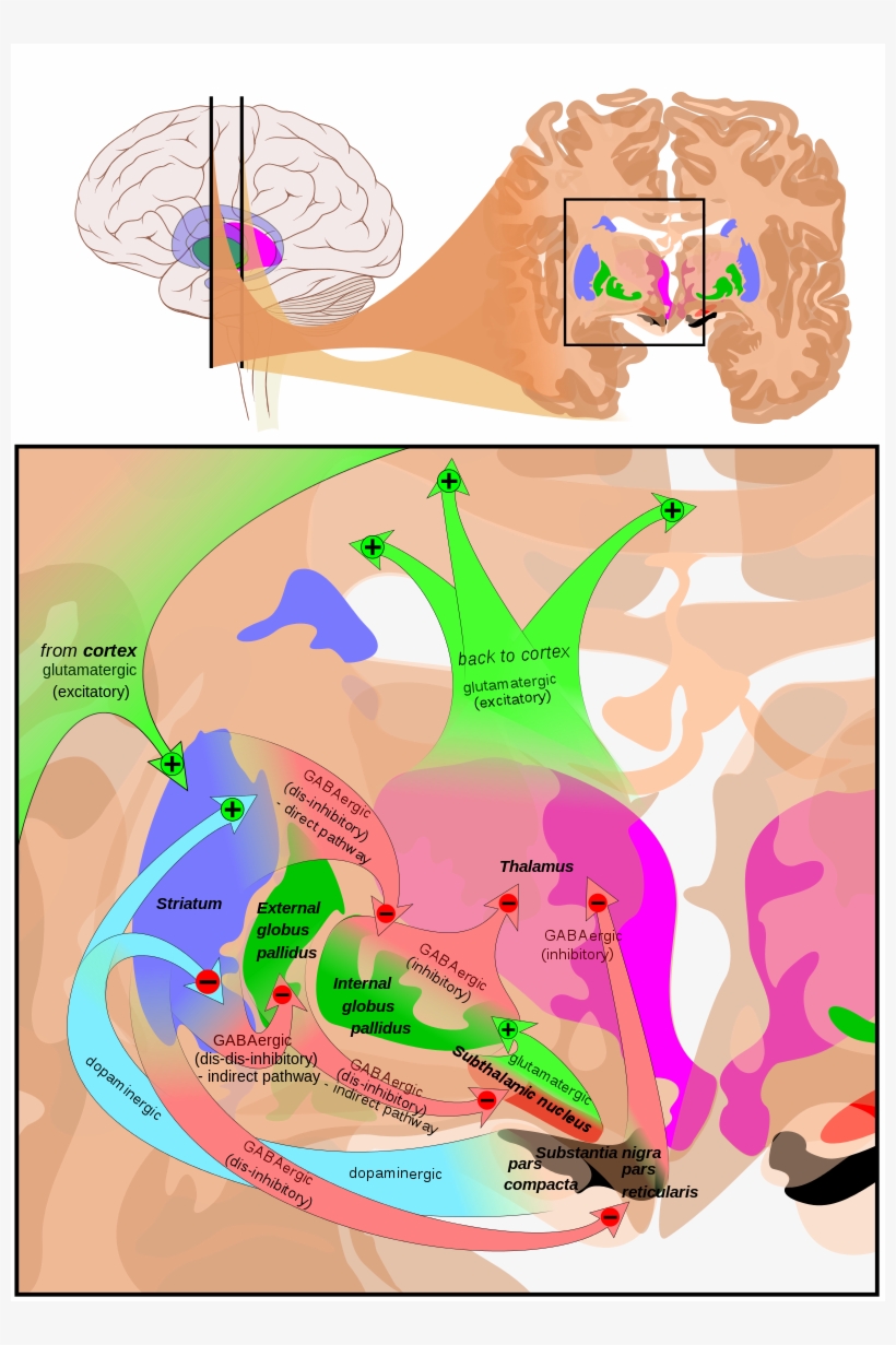 At The Top, A Line Drawing Of A Side View Of The Human - Basal Ganglia Circuits, transparent png #2592854