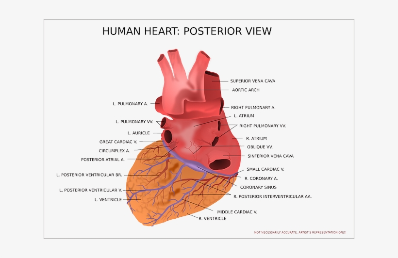 Ongebruikt Heart Facts - Anatomie Hart Latijns - Free Transparent PNG IY-06