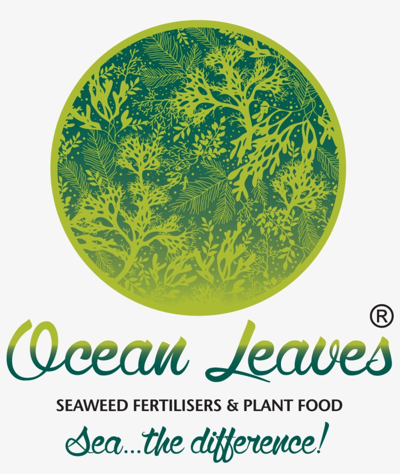 Ocean Leaves Logo - Wedding Invitation, transparent png #2593333