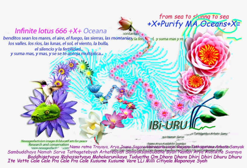 Ay, Biscochitos, Biscochos, Biscochon, Muah Muah Beso, - Water Lily Rectangle Magnet, transparent png #2594060