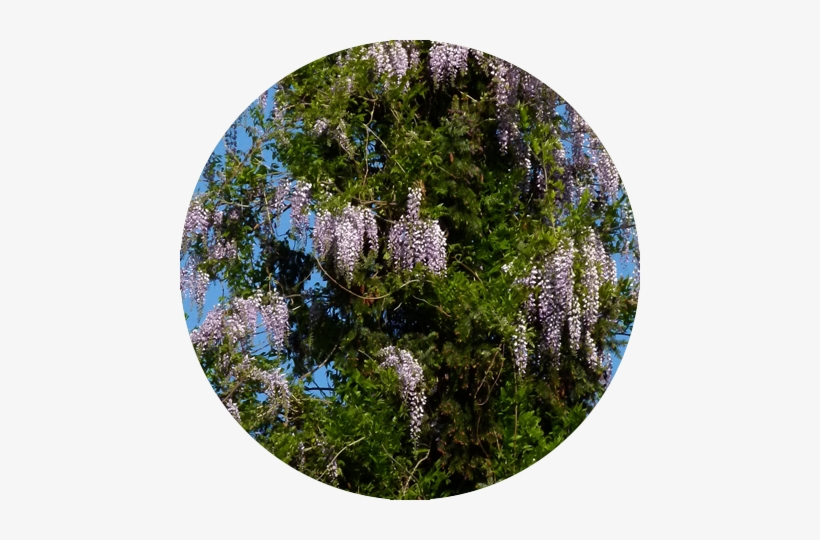 Wisteria, transparent png #2594066