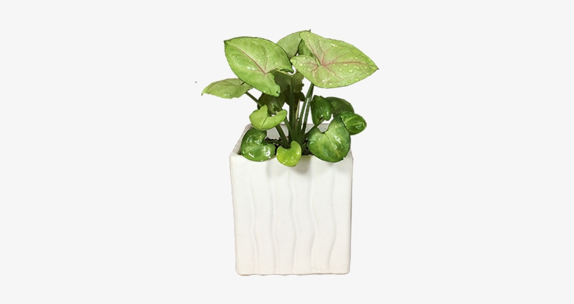 Arrowhead Plant Purifies The Air - Laughingplants, transparent png #2594093