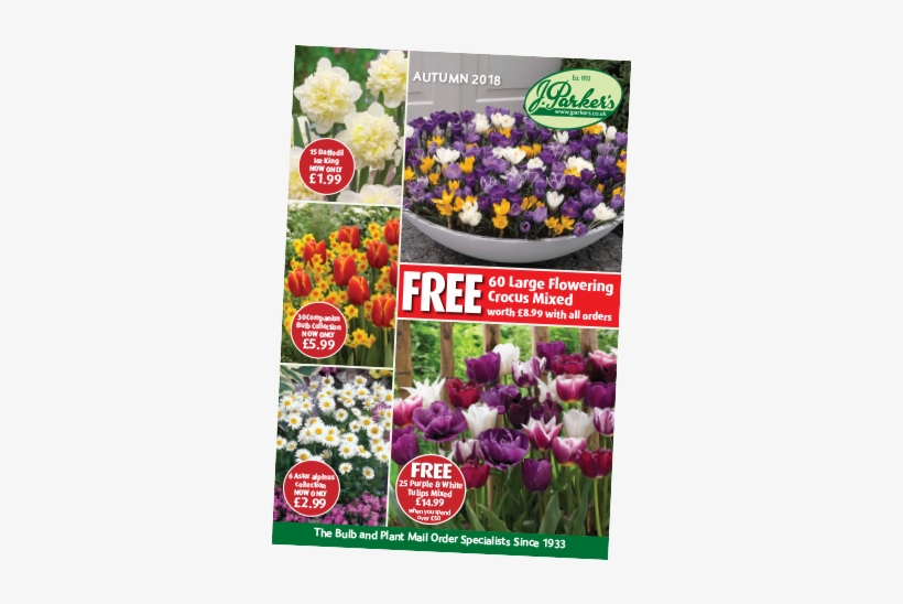 Request A Catalogue - Purple Blend Tulip Mixture, transparent png #2594299