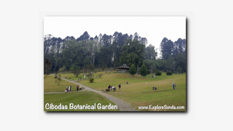 Big Pond With Equally Huge Lawn, The Center Of Activity - Cibodas Botanical Garden, transparent png #2594362