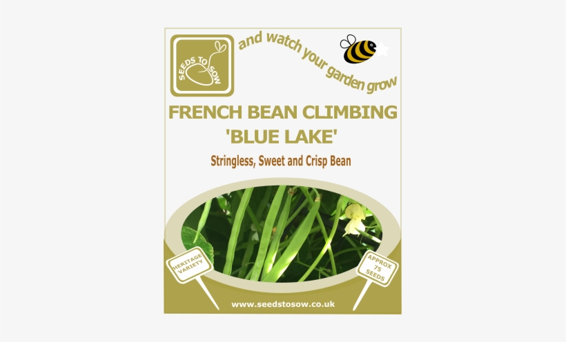 French Bean Climbing Blue Lake - Broccoli Purple Sprouting Early, transparent png #2594393