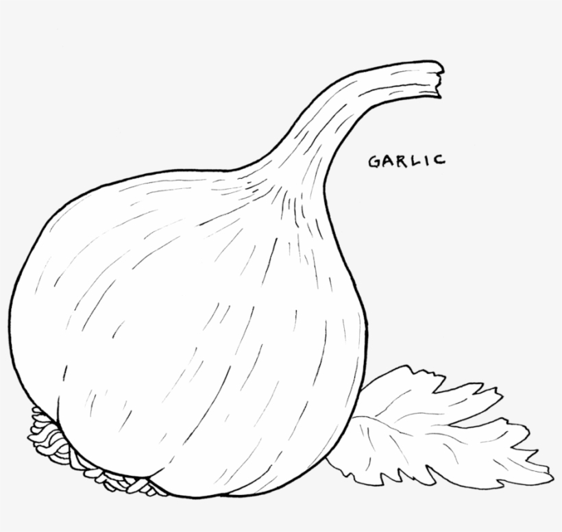 Garlic - Garlic Drawing Png, transparent png #2595815