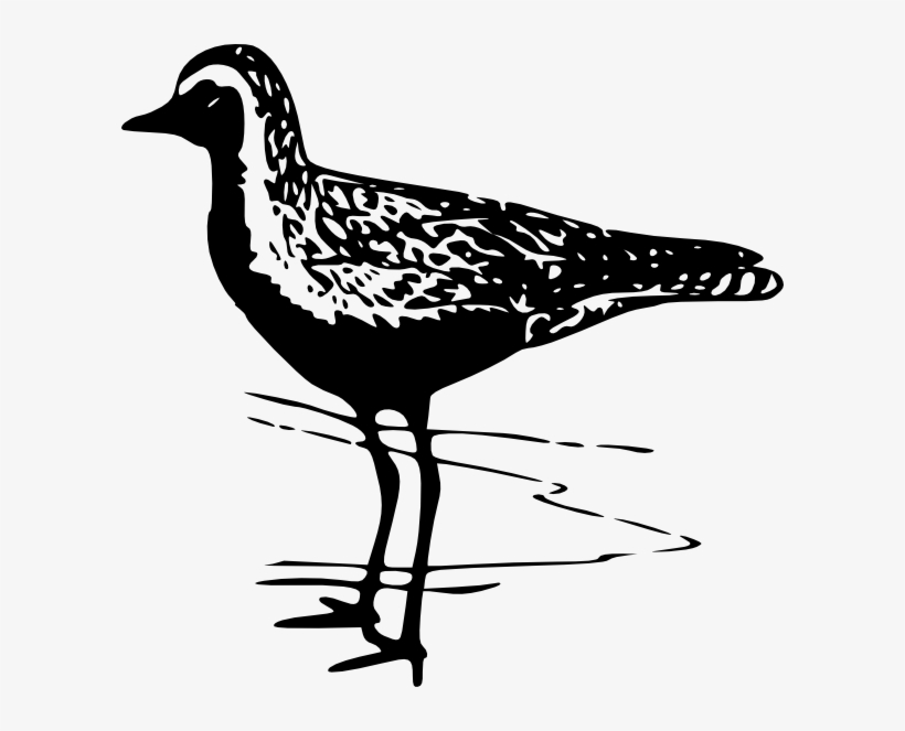 Free Vector Golden Plover Clip Art - Golden Plover Coloring Sheet, transparent png #2597478