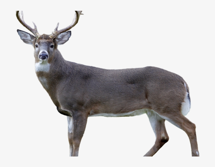 Metro Train Hits Deer In Pg County, Causes Delays On - Train, transparent png #2598384
