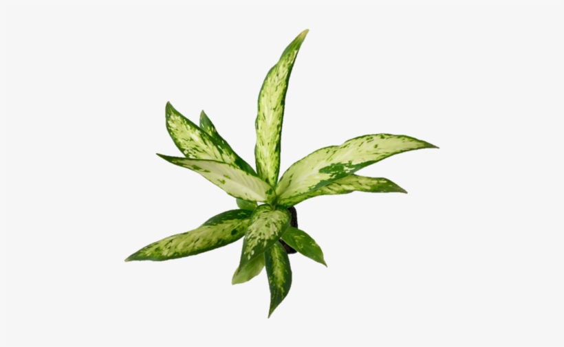 Dieffenbachia 'leopard Lily' Indoor Plant - Plants, transparent png #2598459