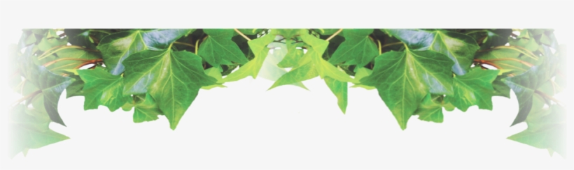 Phillips Interior Plants And Displays - Maple, transparent png #2598489