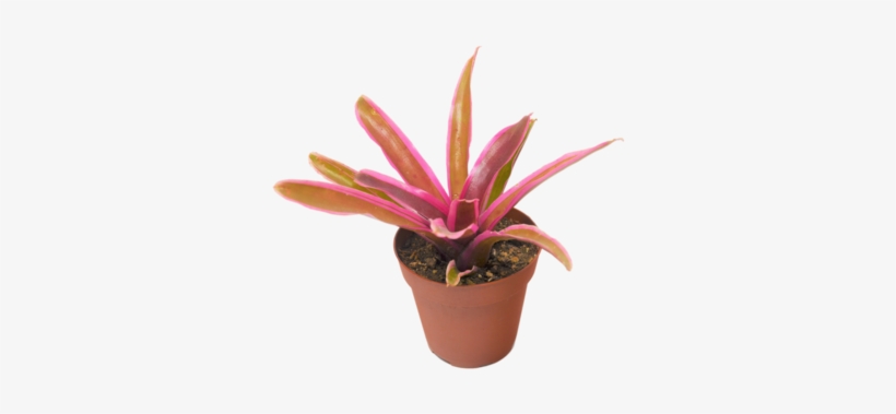 Bromeliad Plants, transparent png #2598514