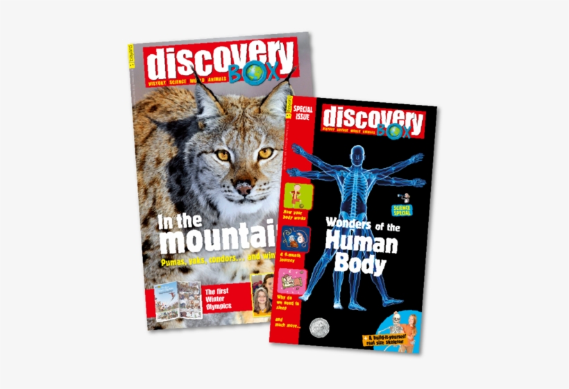 Ages 8-12 - Wild Cats, transparent png #2598639