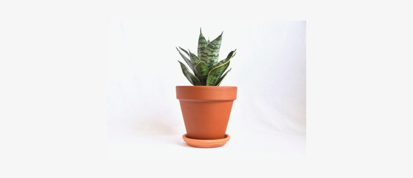 Pre Potted Plants - Viper's Bowstring Hemp, transparent png #2598836
