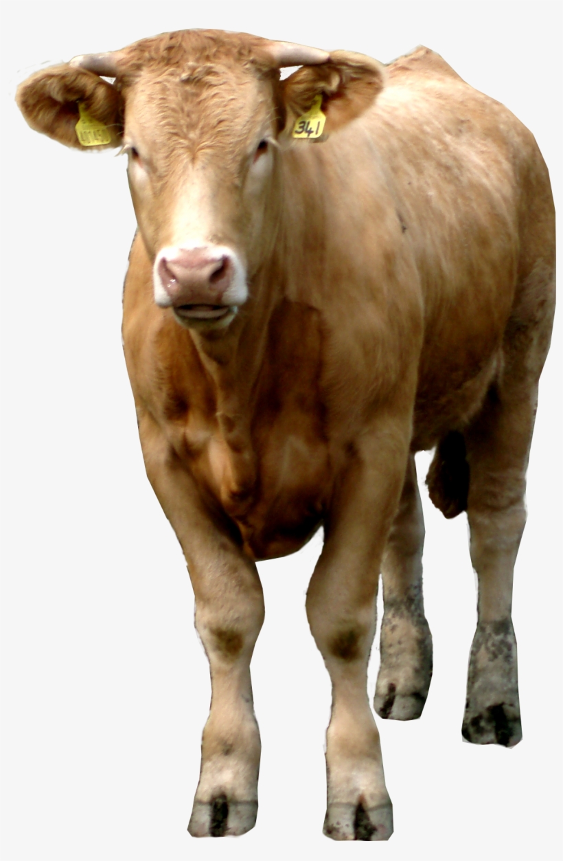 Free Cow Png Images - Cow Transparent, transparent png #260339