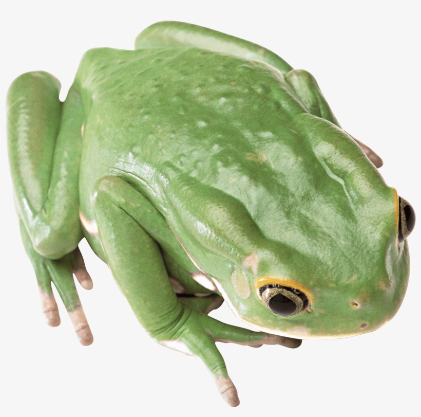 Green Frog Png, transparent png #260342