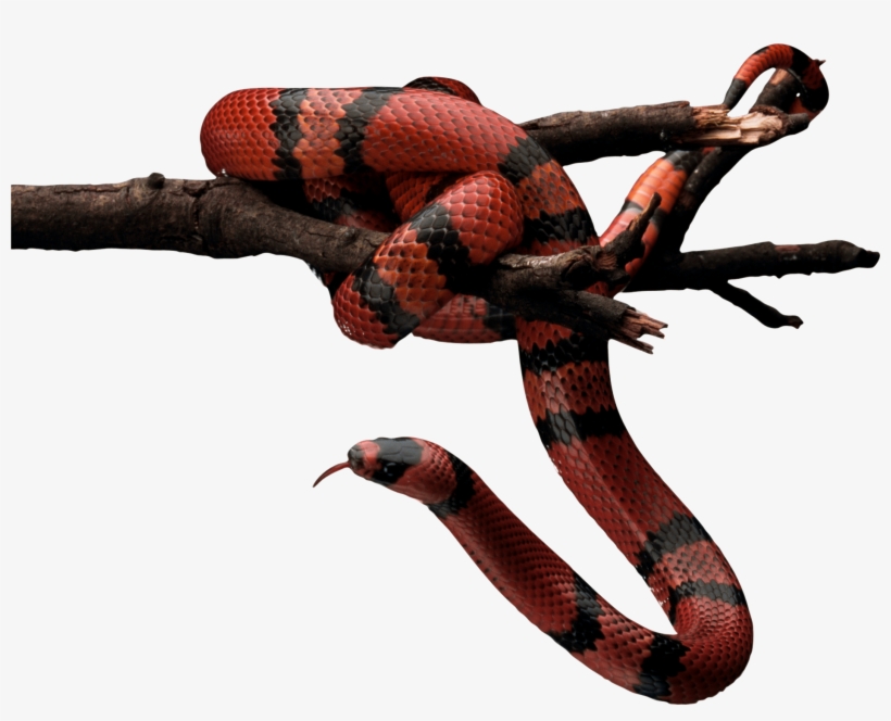 The Snake, The Scorpion And The Eagle - Snake Png, transparent png #260913