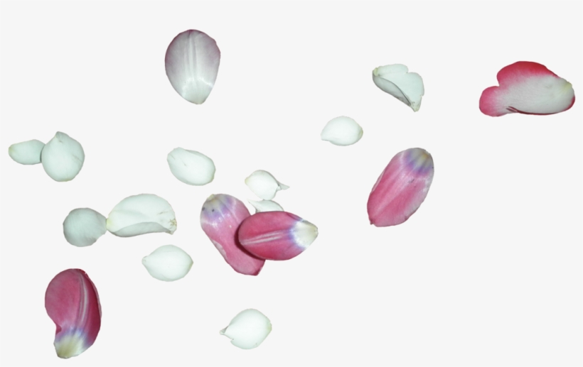 White Rose Petals Png - White Flower Petal Png, transparent png #261176