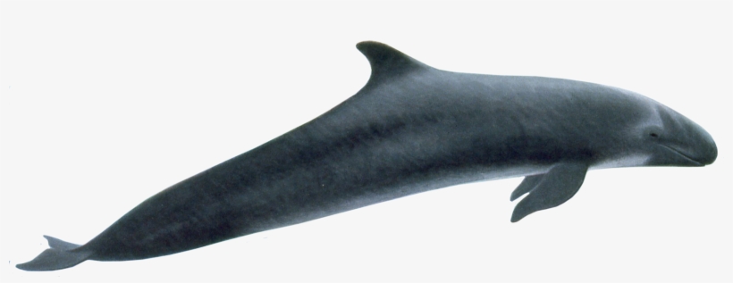 Whale Png Clipart Black And White - False Killer Whale Flipper, transparent png #261337