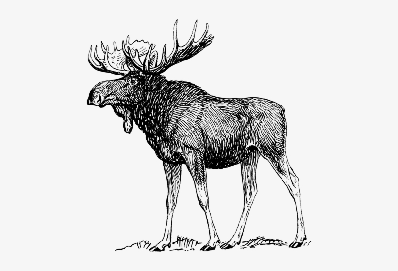 Moose, Elk, Reindeer, Antlers - Moose Drawing, transparent png #261360