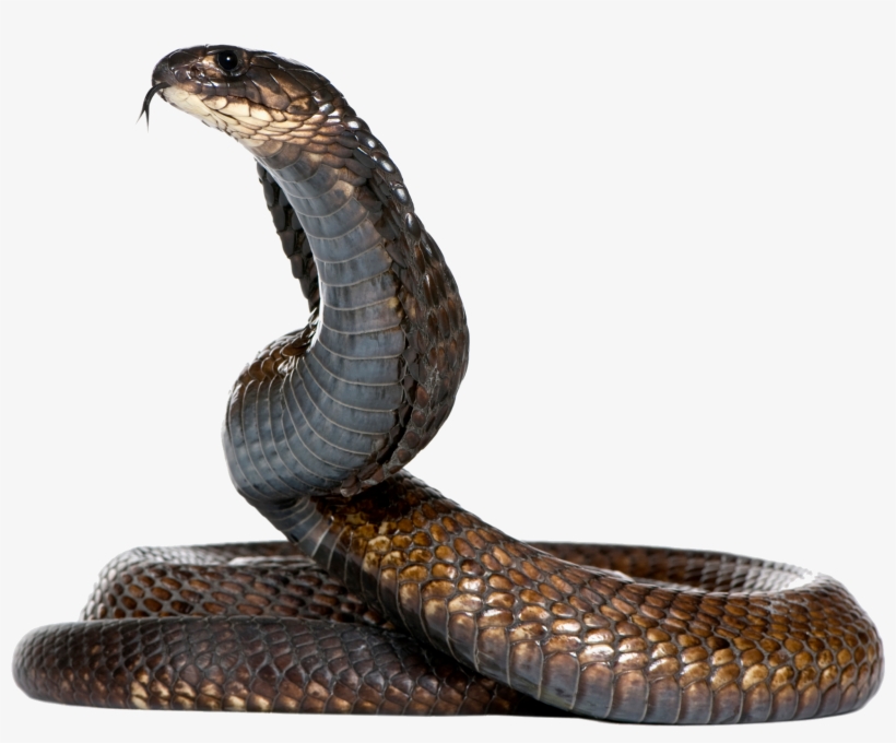 Dangerous Black Snake Png Image - Snake Png, transparent png #262594