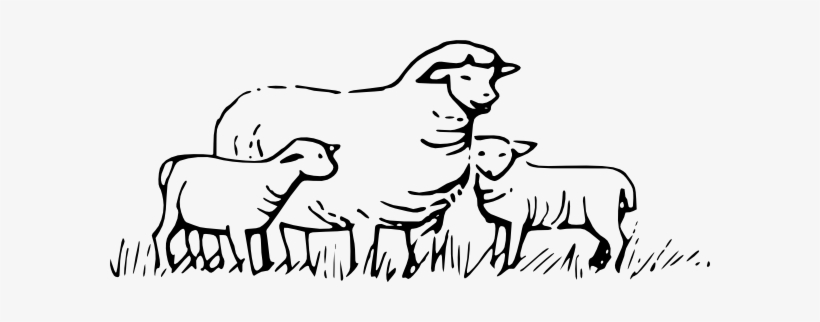 Lamb Clipart Shep - Sheep And Lamb Outline, transparent png #262658