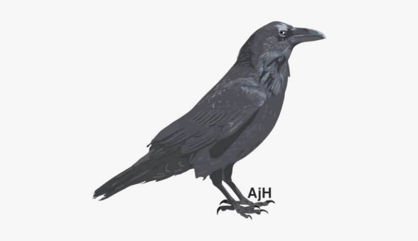 Raven Illustration, transparent png #262801