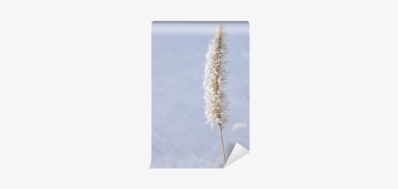 Phragmites, transparent png #262967