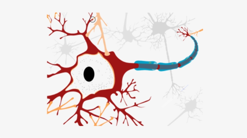 Neuron Clipart Neurology - Neuron Cell Diagram, transparent png #262971
