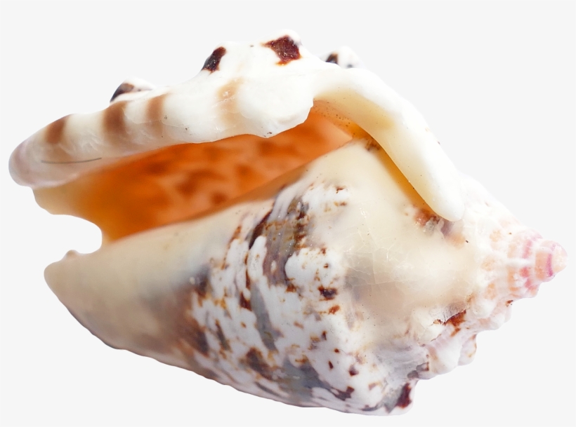 Sea Shellpng, transparent png #263111