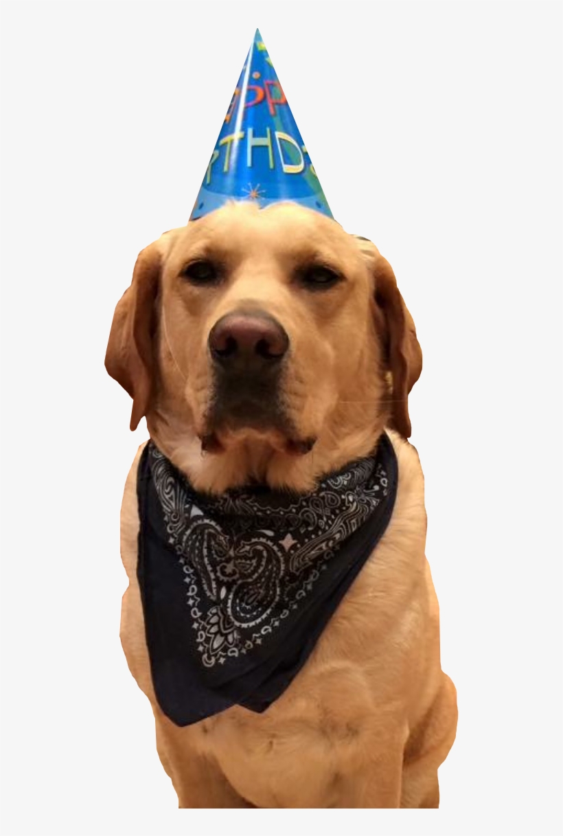 Mein Führer - Party Dog Png, transparent png #263405