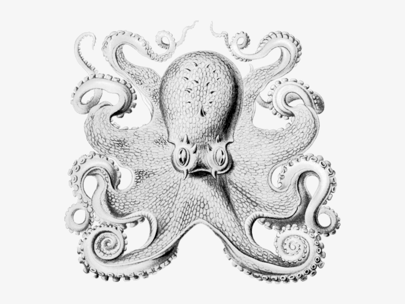 2012 - Other Minds Peter Godfrey Smith, transparent png #263580