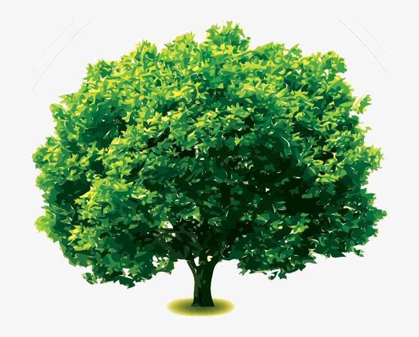 Silver Oak Tree - Arboles Con Fondo Transparente, transparent png #264144