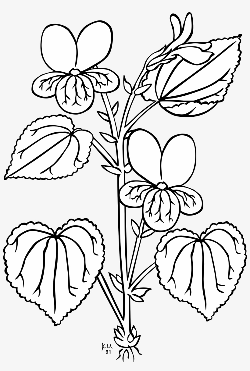 Sampaguita Drawing At Getdrawings - Bagian Bagian Tumbuhan Hitam Putih, transparent png #264221