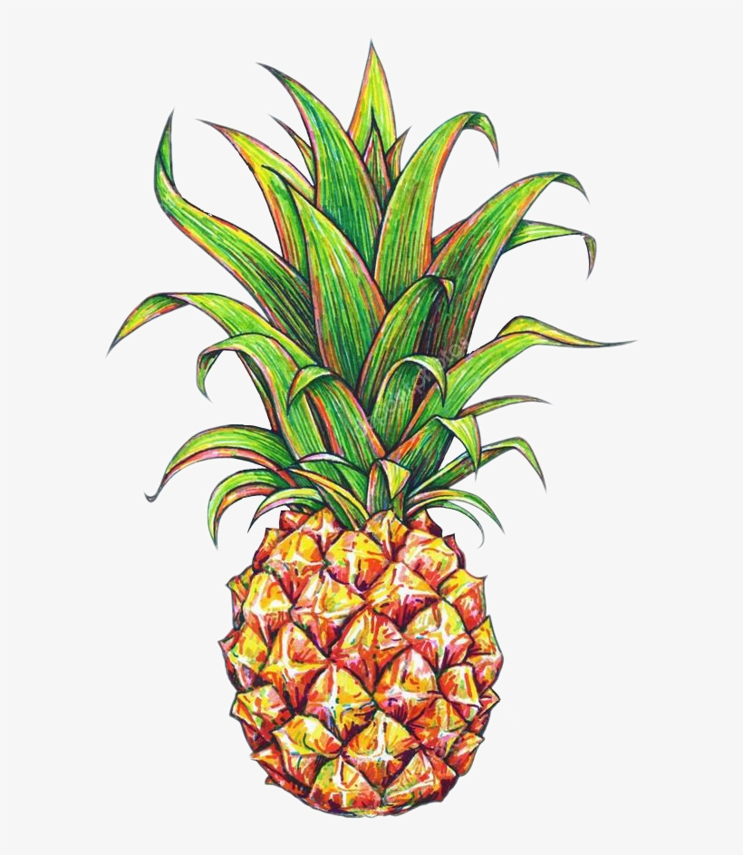 15 Pineapple Png Tumblr For Free Download On Mbtskoudsalg - Pineapple Drawing, transparent png #264350
