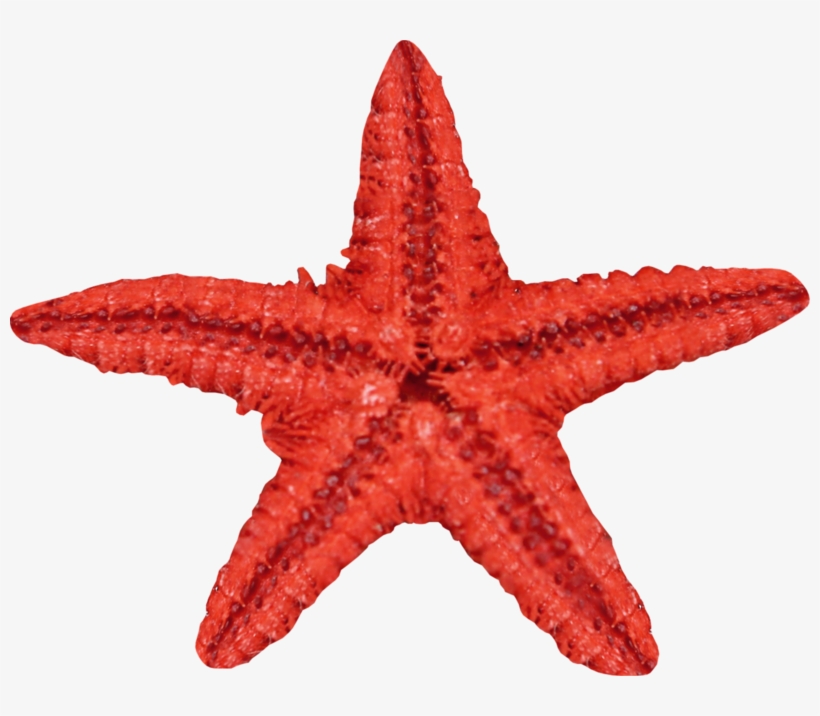 Clipart Free Stock Red Transprent Png Free Download - Strfish Clipart, transparent png #264523