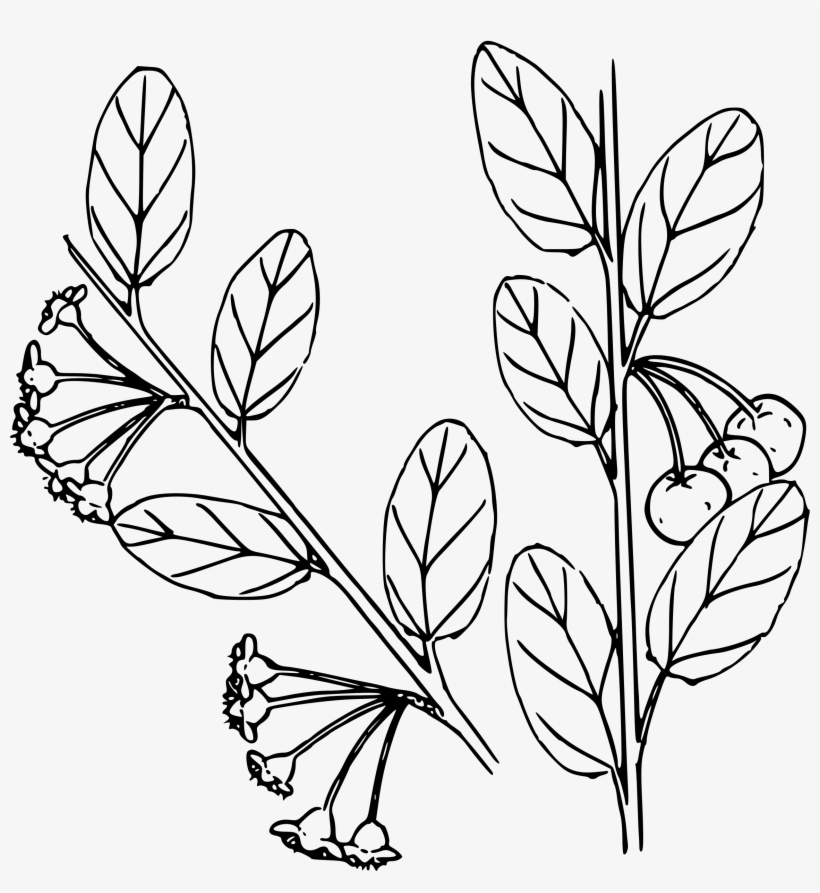 This Free Icons Png Design Of Bitter Cherry, transparent png #264678