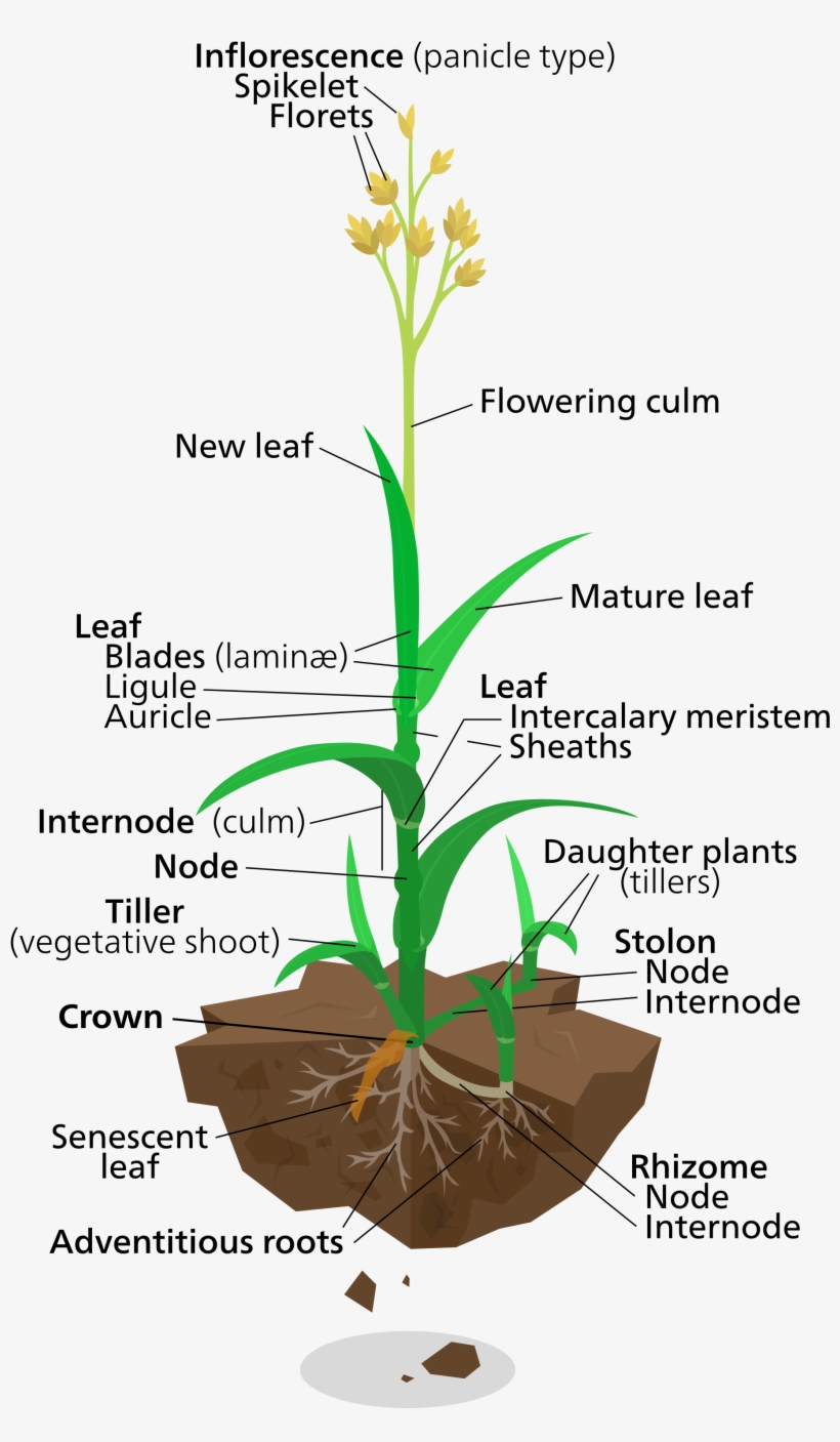 Diagram Of A Typical Lawn Grass Plant - Labelled Diagram Of Elephant Grass, transparent png #265238