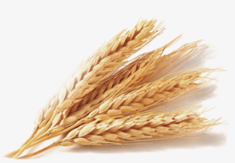 Free Png Wheat Png Images Transparent - Portable Network Graphics, transparent png #265480