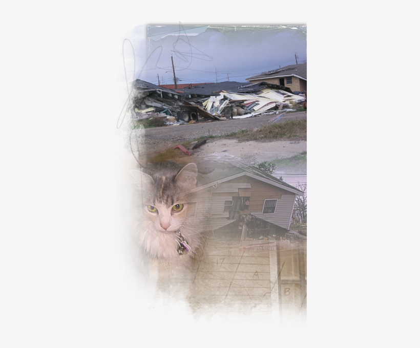 Cats Who Survived Katrina Live In The Streets, On Their - Domestic Short-haired Cat, transparent png #265578