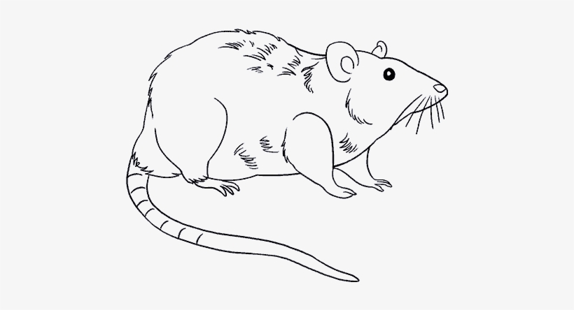 25 Easy Rat Drawing Ideas  How to Draw a Rat 82023