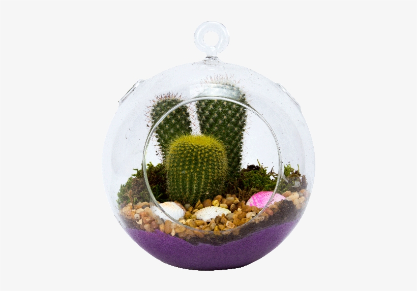 6" Glass Globe Succulent Plant Terrarium - Succulent Plant, transparent png #266454