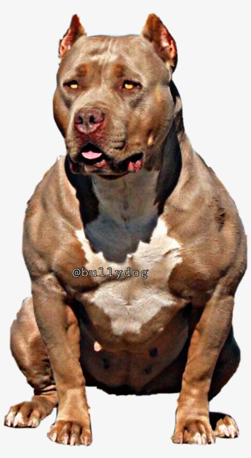 Bullydog Americanbully Pitbulllovefreetoe Report Abuse - American Bully, transparent png #266510