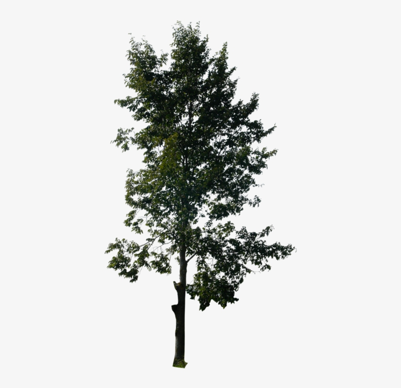 Tall Pine Tree Png Vector Freeuse - Photoshop Trees, transparent png #266605