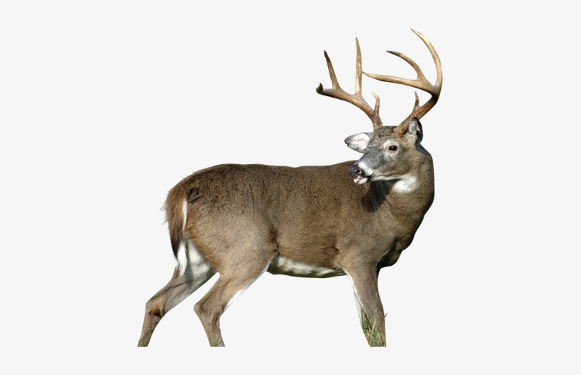 Wa-18 - Whitetail'r Arrowmat 34-inch Archery Target, Multi, transparent png #266870